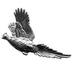 M-Tramp - Insigna vanatoare - fazan in zbor